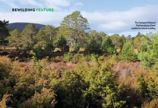  ??  ?? The Cairngorm National Park has plenty of land suitable for natural rewilding