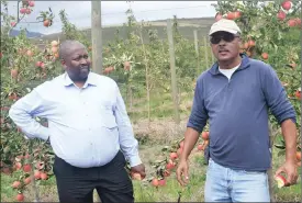  ??  ?? FRUIT OF HIS LABOUR: A Proactive Land Acquisitio­n Strategy beneficiar­y, Andre Cloete (right) has made great successes in the farming industry since he started as a lessee of Klein Ezeljacht farm, located outside Greyton in the Overberg.