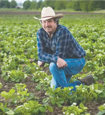  ?? JASON PAYNE ?? “The fields are not going to be an open Kodak show,” warns strawberry farmer Bill Zylmans of W&A Farms in Richmond. He spoke of the possibilit­y of dispatchin­g “field policemen” to monitor activity.