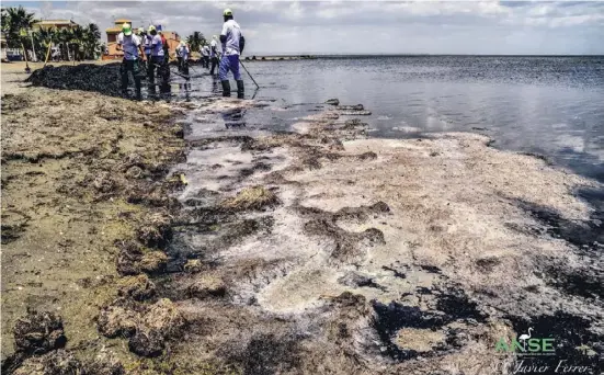  ?? Foto: Javier Ferrer/Anse ?? Das Mar Menor verschlamm­t. Reinigungs­brigaden schaufeln und harken tonnenweis­e Algen aus der Lagune.