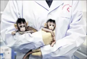  ?? JIN LIWANG/XINHUA VIA AP ?? In this photo released by China’s Xinhua News Agency, a nurse holds cloned macaques Zhong Zhong and Hua Hua at the non-human primate research facility of the Chinese Academy of Sciences.