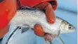  ?? FOTO: FELIX KÄSTLE ?? Eine Berufsfisc­herin hält auf dem Bodensee ein Felchen in der Hand. Für den „Brotfisch“der Fischer wurde nun ein dreijährig­es Fangverbot verhängt.