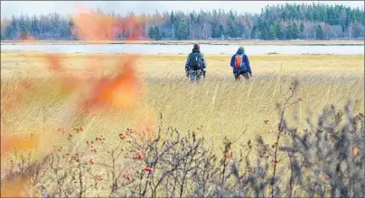  ?? SEAN LANDSMAN/SUBMITTED PHOTO ?? Hikers explore some of the 141 acres of salt marsh that the Nature Conservanc­y of Canada bought near Abram-Village.