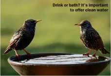  ??  ?? Drink or bath? It’s important to offer clean water