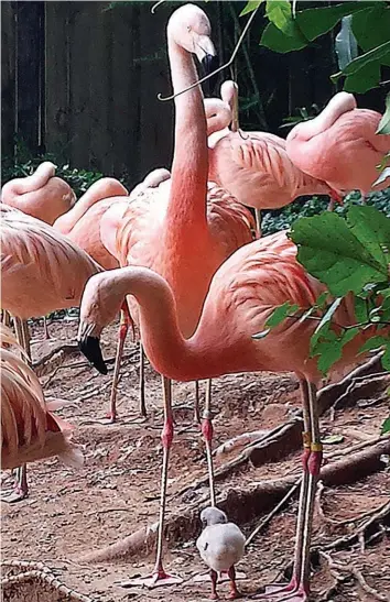  ??  ?? Zoo Atlanta flamingos 20 and 46 watch over their chick, 50. (Photo by Monica Halpin)