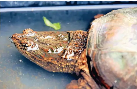  ?? RP-FOTOS: ARMIN FISCHER (2) ?? Diese Geierschil­dkröte hat jemand in Ossenberg ausgesetzt. Das Tier ist im Rheinberge­r Terrazoo untergekom­men.