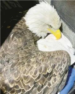  ?? A PLACE CALLED HOPE ?? A bald eagle from New Hartford suffers from what wildlife rehabilita­tors believe to be second-generation anticoagul­ant rodenticid­e. The eagle died at A Place Called Hope, a raptor rehab facility in Killingwor­th.