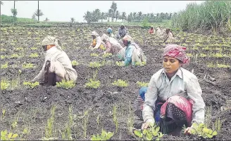  ?? HT FILE PHOTO ?? While National Sample Survey Office numbers show an absolute decline in the number of workers employed in agricultur­e, between 19992000 and 201112, 2011 census data between 2001 and 2011 shows the opposite trend.