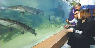  ??  ?? AkuTAR director Mohamad Saupi Ismail (centre) showing the banned fishes to a visitor at the aquarium in Batu Maung yesterday.