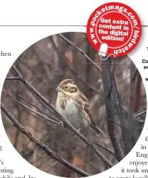  ??  ?? This Rustic Bunting, also at Thursley Common, was another extraordin­ary species to occur in southwest Surrey in 2020.