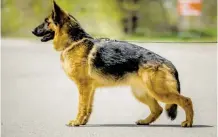  ?? BILD: SN/STOCK.ADOBE.COM ?? Deutsche Schäferhun­de haben häufig einen stark abfallende­n Rücken. So tun sie sich schwer beim Laufen.
