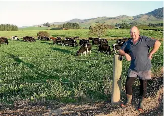  ??  ?? Cody Hartvigsen with a mob of kiwicross cows run on Valley Dairy Farms in the Owaka Valley.