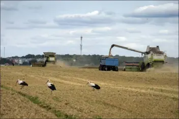  ?? EFREM LUKATSKY — THE ASSOCIATED PRESS ?? Storks walk in front of harvesters in a wheat field in the village of Zghurivka, Ukraine on Tuesday. Before the war, Ukraine was seen as the world’s bread basket, exporting 4.5 million tons of agricultur­al produce a month through its ports. Millions of tons of grain have been stuck due to Russian blockages since February.