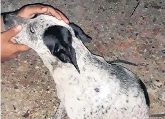  ?? POLICIA MILITAR ?? Pintada. Cachorra foi baleada por motorista e socorrida por policiais em São Paulo