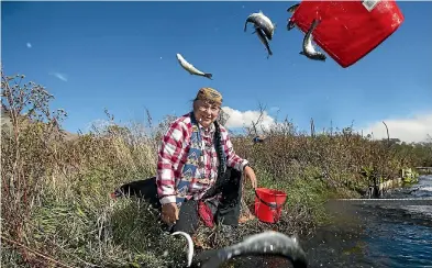  ?? PHOTOS: JOSEPH JOHNSON/ STUFF ?? Caleen Sisk, chief of the Winnemem Wintu in northern California, releases salmon in the Rakaia River that descend from those that once swam in her tribal lands.