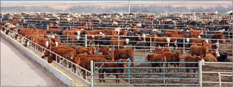  ??  ?? DIFFERENT STANDARDS: A ‘feedlot’ in Colorado, holding 98,000 cattle and, top, a typically British scene – a dairy herd in Cheshire