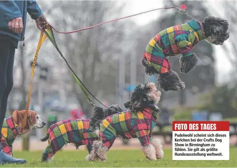  ?? ?? Pudelwohl scheint sich dieses Kerlchen bei der Crufts Dog Show in Birmingham zu fühlen. Sie gilt als größte Hundeausst­ellung weltweit.