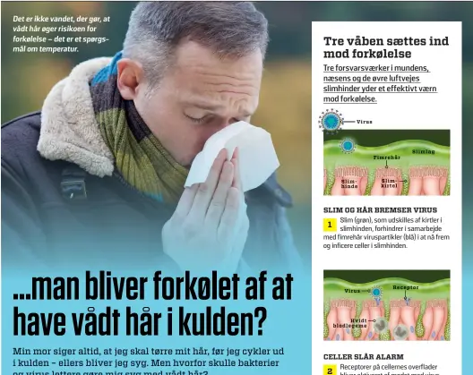  ?? ?? Det er ikke vandet, der gør, at vådt hår øger risikoen for forkølelse – det er et spørgsmål om temperatur.