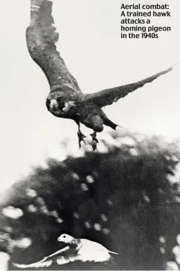  ??  ?? Aerial combat: A trained hawk attacks a homing pigeon in the 1940s