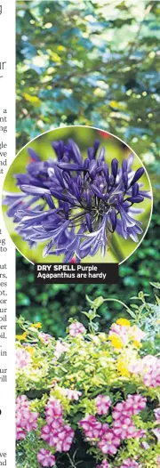  ??  ?? DRY SPELL Purple Agapanthus are hardy