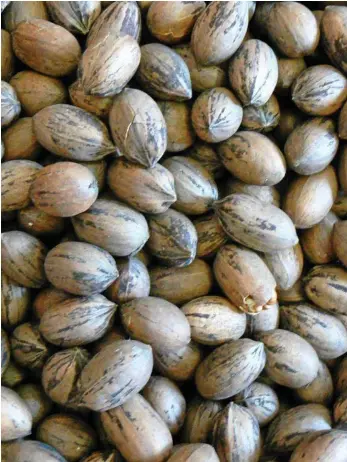  ?? PHOTO: FILE ?? MEET AND GREET: Boyne River Pecans is hosting a free Pecan Farming Info Day.