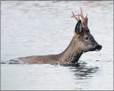  ??  ?? A roe deer buck swimming.