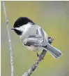  ?? DREW MONKMAN ?? Black-capped chickadee.