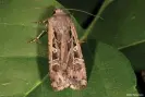  ?? Photograph: RKD Peterson ?? An army cutworm moth.