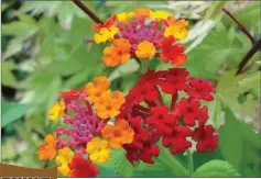  ??  ?? Lantana is ever-willing to flower and will still thrive without much care.