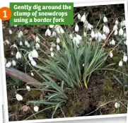  ??  ?? Gently dig around the clump of snowdrops using a border fork