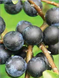  ??  ?? Sloes, the large bluish-black fruits of the Blackthorn have a dense, waxy bloom