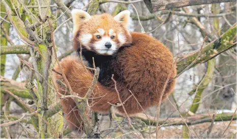  ?? FOTO: DPA ?? Der Katzenbär oder auch Roter Panda ist vom Aussterben bedroht.