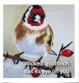  ??  ?? ‘Wicked’ goldfinch has its eye on you