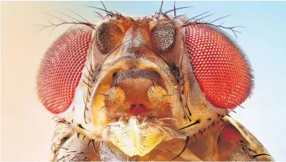  ?? [ Getty Images ] ?? Die Hirnhälfte­n von Drosophila sind ebenso verbunden wie beim Menschen. Ohne Pionierzel­len bleiben die Hälften getrennt.