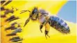  ?? FOTO: DPA ?? Neonikotin­oide sollen schädlich für Bienen sein.