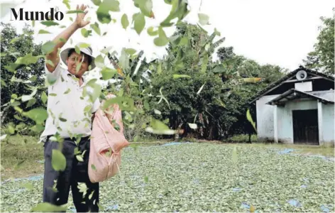  ??  ?? Un campesino lanza hojas de coca en Villa 14 de Septiembre, región del Chapare, en 2014.