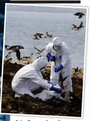  ?? ?? Grim: Rangers from the National Trust team clear dead birds from Staple Island