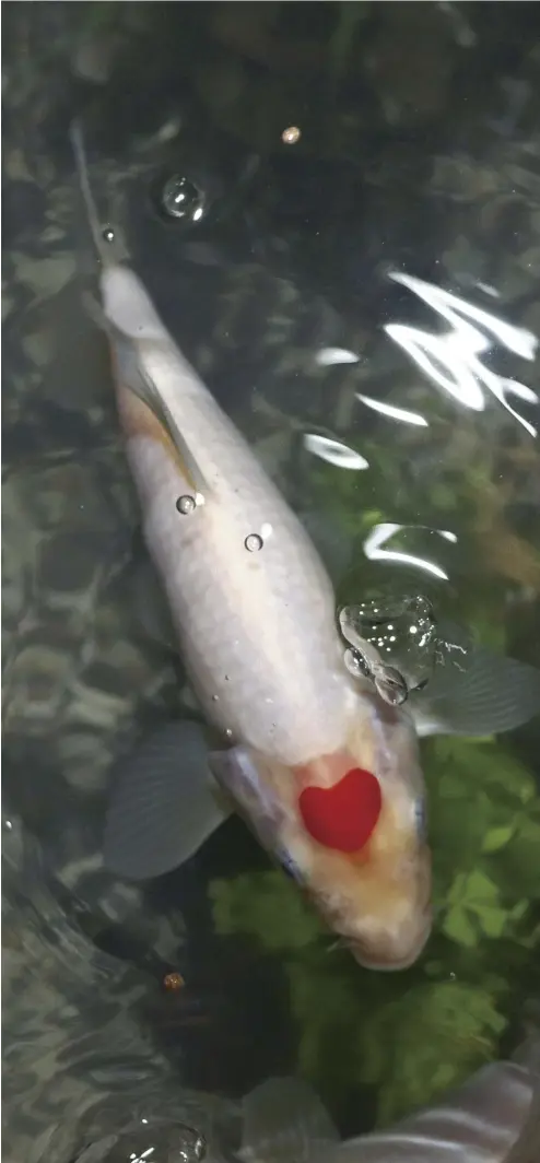  ?? ?? A carp with a heart-shaped marking on its head is seen at the former Koishiki inn and restaurant in Fuchu, Hiroshima Prefecture.