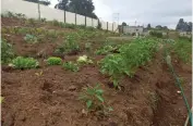  ?? ?? Some of the crops in Thobelane Radebe’s vegetable garden.