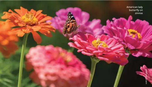  ??  ?? American lady butterfly on zinnias