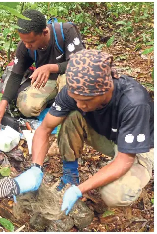  ??  ?? Wong (left) and Meme’s indigenous field assistants tracked GPScollare­d elephants in the wild to collect fresh dung samples as part of their study on elephants’ stress response. — Photos: Meme