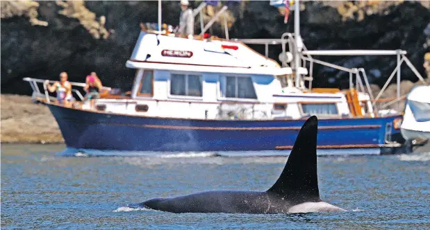  ?? — AP FILES ?? A conservati­onist pressing for the ban said the noise generated by small motors from commercial whale-watching vessels interferes with communicat­ion between whales and echolocati­on, which the orcas use to find their prey.
