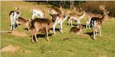  ??  ?? Reges Leben herrscht im Damwildgeh­ege nordwestli­ch des Schlosses.