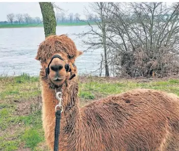  ?? FOTOS (2): WARSZAWA ?? Alpakas – wie hier Hengst Lucky – sind ruhige und freundlich­e Tiere, haben aber einen eigenen Kopf.