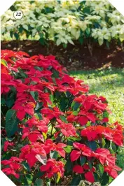  ?? ?? 12 bold plan Team red poinse ia bushes in your garden with white varieties.