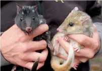  ?? AFP ?? Juvenile eastern quolls at the Devils @ Cradle conservati­on facility in Cradle Mountain, Tasmania. —