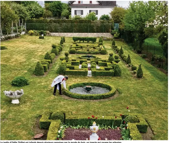  ??  ?? Le jardin d’Odile Thilliet est infesté depuis plusieurs semaines par la pyrale du buis, un insecte qui ravage les arbustes.