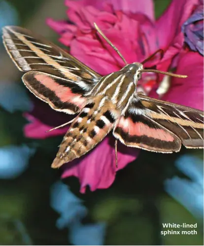  ??  ?? White-lined sphinx moth