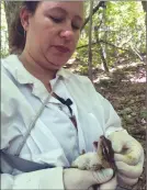  ?? The Associated Press ?? Research specialist Kelly Oggenfuss checks for ticks on a chipmunk as part of a research project at the Cary Institute of Ecosystem Studies, in Millbrook, N.Y.The institute is conducting a study involving tick control methods across nearby...