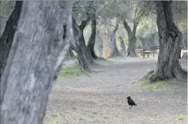  ?? (Photo doc Var-matin) ?? Le conseil d’État vient de rendre sa décision: les pies du Var ne font pas partie des animaux nuisibles.